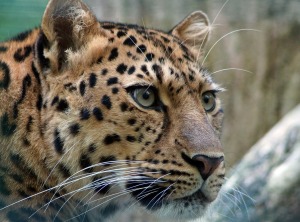 leopard-400274_1280